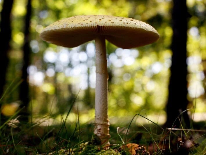 Ən zəhərli nahar: Göbələk qətlinin məhkəməsi başlayıb