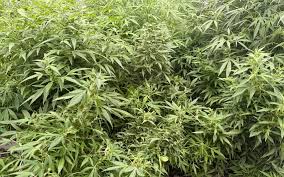 Salyanda narkotik tərkibli bitkilər yetişdirməkdə şübhəli bilinənlər saxlanılıb