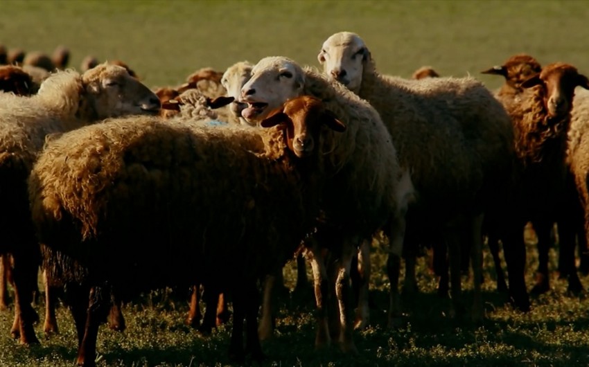 Samuxda çox sayda xırdabuynuzlu heyvan oğurluğunda şübhəli bilinən şəxs saxlanılıb