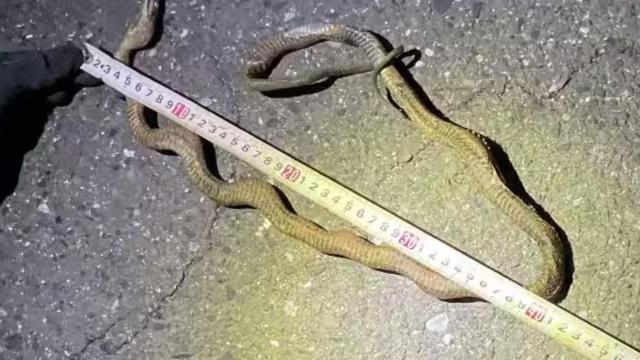 Yaponiyada ilan ən sürətli qatarın hərəkətini dayandırdı