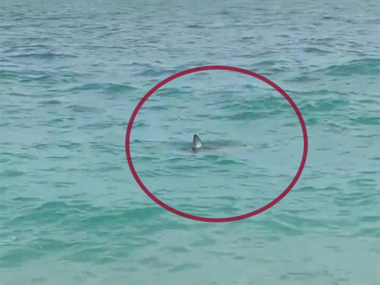 Antalyada sahildə köpək balığı peyda oldu - VİDEO - FOTO