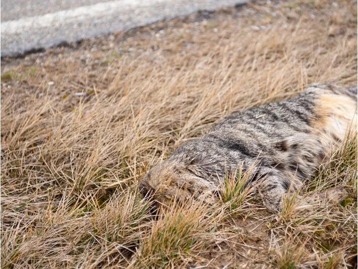 Pis qoxular dəhşəti ortaya çıxardı: Onlarla ölü pişik tapıldı