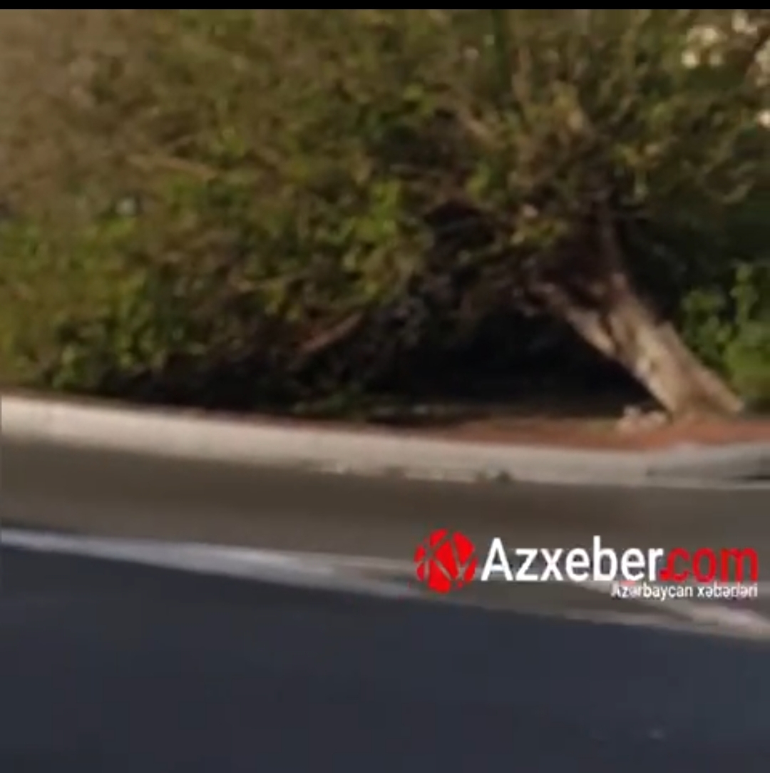Bakıda külək ağacı kökündən çıxardı - VİDEO