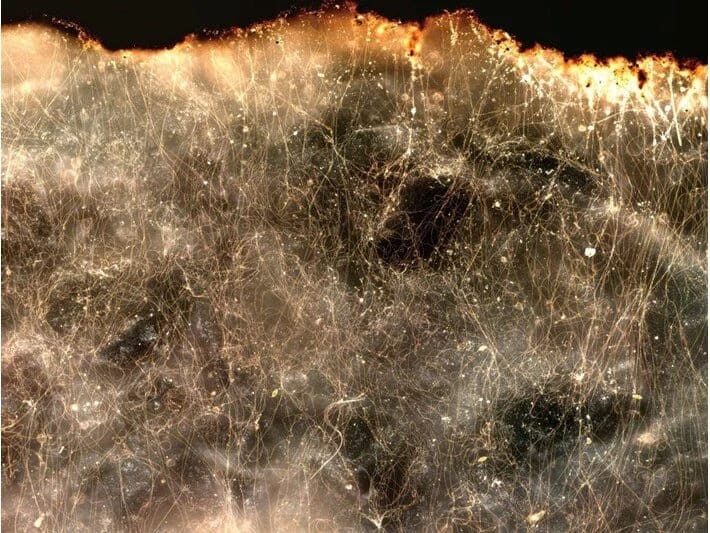 Elektrik cərəyanını keçirən yeni bakteriya növü kəşf edilib