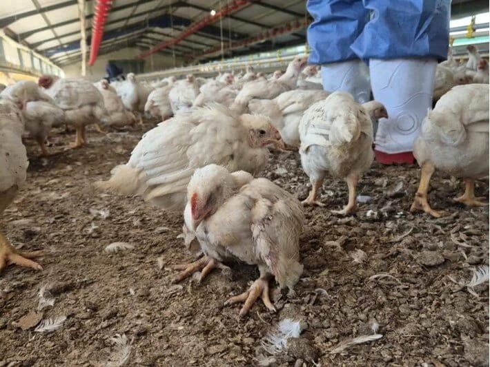 Toyuq hinində ac toyuqlar bir-birini yeyib