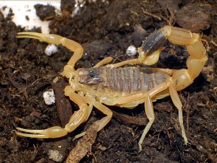 Əqrəblər şəhərləri zəbt edir: Xəstəliklərin sayı 250 faiz artıb