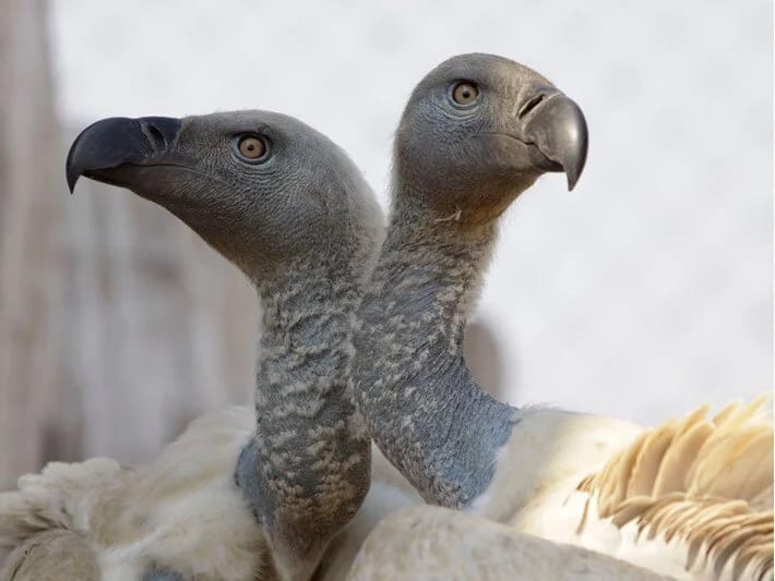 Quldurlar fili və leş yeyənləri öldürürlər