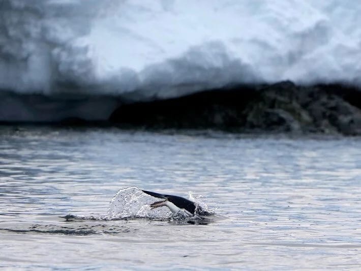 Antarktika buzlaqları bərpa olur
