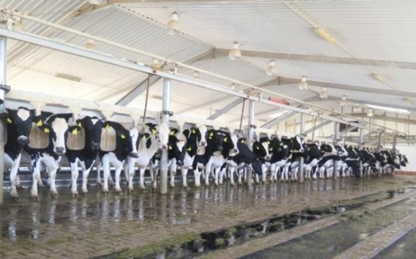 “Qoç Ət” Kəndli Fermer Təsərrüfatı MMC-nin Xocalının Xanabad kəndindəki heyvandarlıq kompleksinin açılışı olub