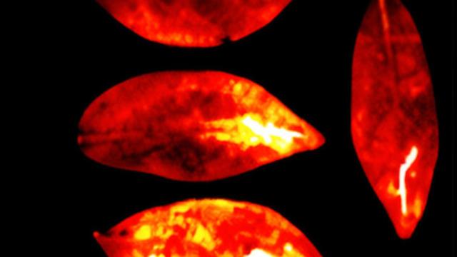 Bədənimiz ölüm anında yox olan zəif bir işıq yaya bilər