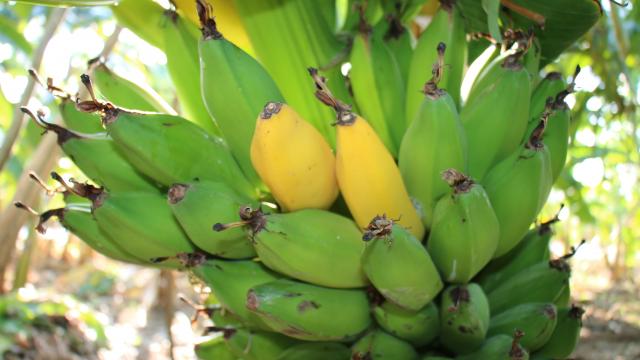 Dünyanın ən məşhur meyvəsi iqlim böhranı təhlükəsi altındadır