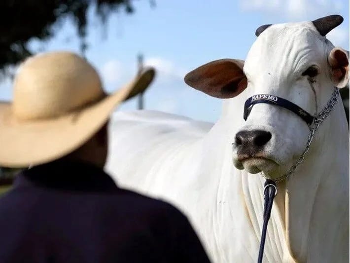 Braziliyalı super zebu dünyanı ələ keçirdir