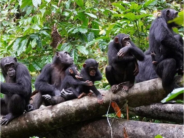 Elm adamları kəşf etdi: Şimpanzelər başqalarının yaralarını da təmizləyirlər