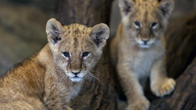 ABŞ-ın safari parkında şirlər aclıqdan ölüb