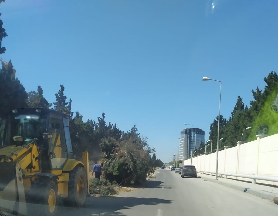 Nərimanov rayonunda yaşıl şam ağaclarını niyə kəsirlər?-Fotofakt-Video