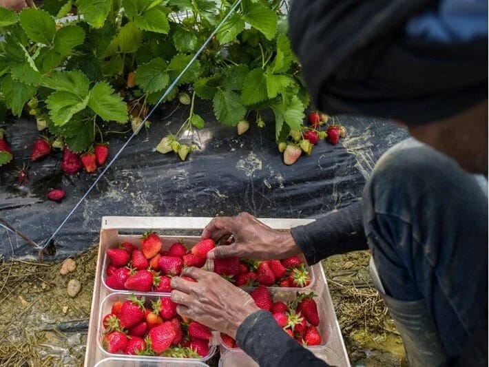 İqlim dəyişikliyi meyvələrə təsir etdi