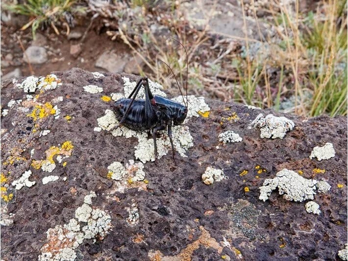 Adamyeyən böcəklər yolları zəbt edir