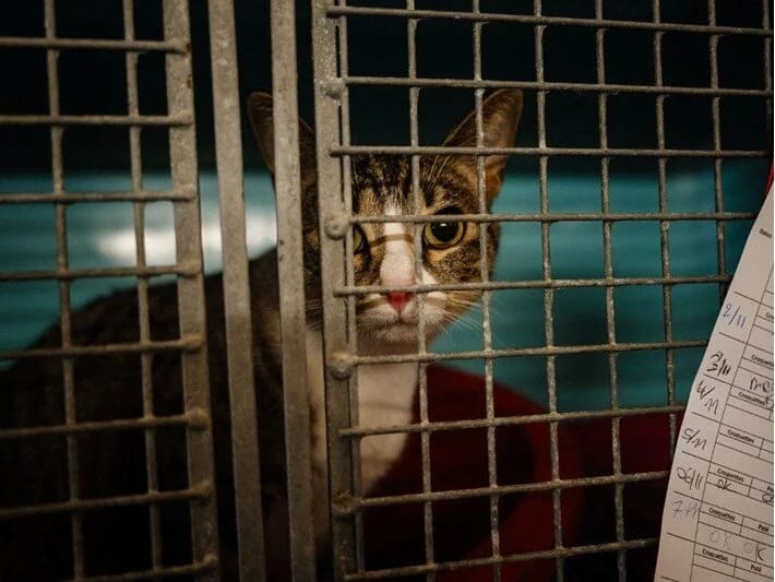 Heyvanlara işgəncə verənlər üçün məcburi psixoloji müayinə tələb olunur