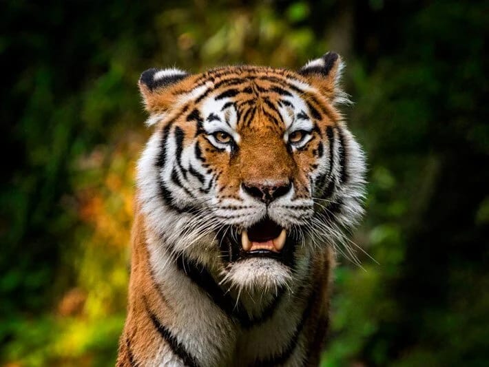 Dəstə zorakılığının son qurbanı heyvanlar oldu