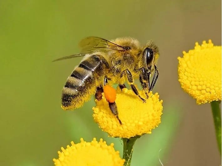 Müharibə və mikroplastiklər arıları təhdid edir