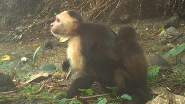 Darıxmış kapuçin meymunları digər növlərin balalarını qaçırmağa başlayır