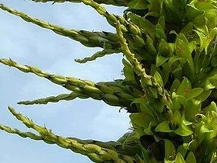 Məktəb həyətindəki 