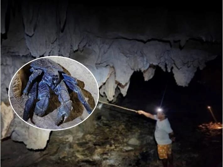 Uzaq adada 150 ildən sonra ilk dəfə nəhəng məxluq görüldü