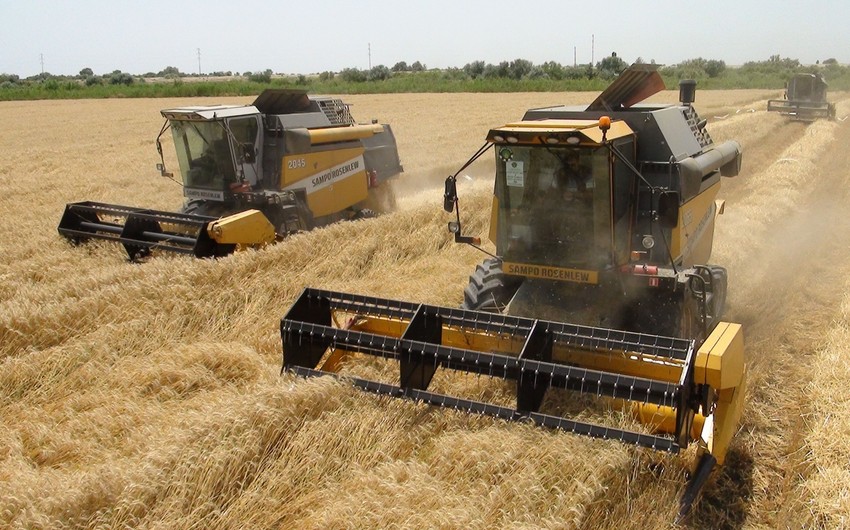 Naxçıvanda taxıl biçininə başlanılır