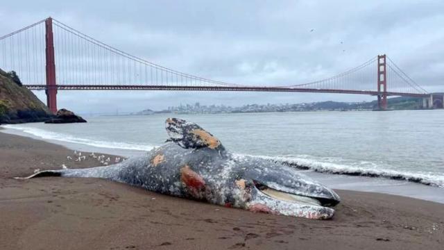Bir həftə ərzində altı boz balina ölü tapıldı