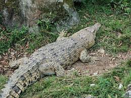 İndoneziyada timsah 13 yaşlı uşağı dostlarının gözü qarşısında yeyib