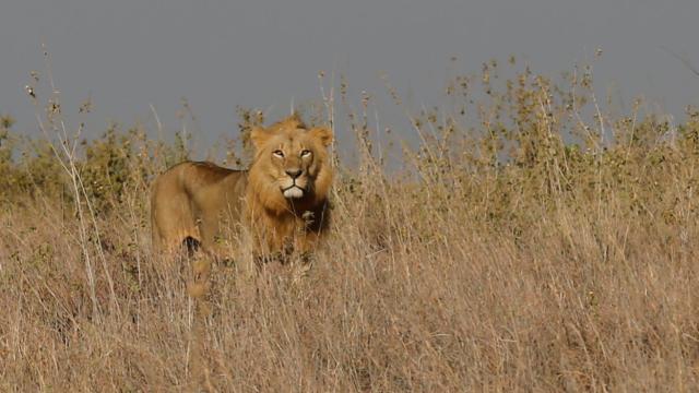 Safari zamanı aslan hücumu nəticəsində iş adamı ölüb