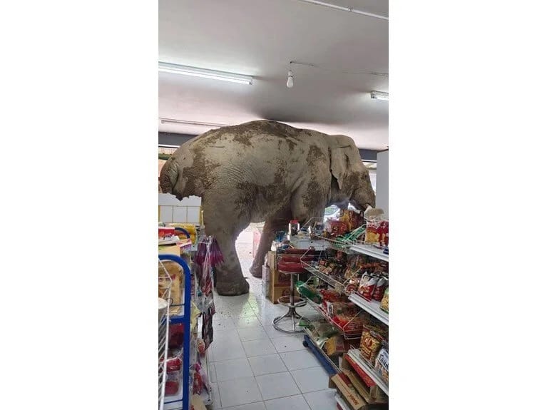 Mağazaya girən fili sapandla qovdular