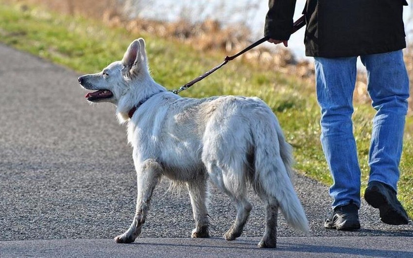 Təbrizdə itlərin küçədə gəzdirilməsi qadağan edilib