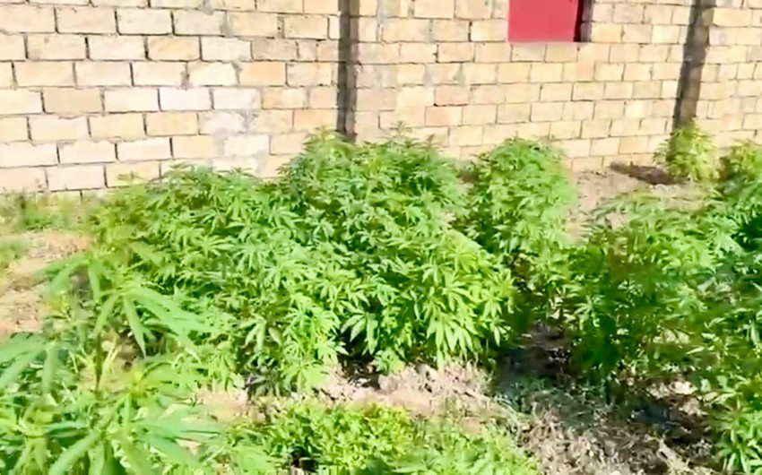 Sabirabadda çətənə kolları yetişdirməkdə şübhəli bilinən 4 nəfər həbs olunub