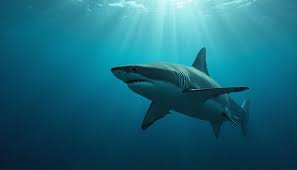 ABŞ-də maraqlı hadisə: Balıqçı 