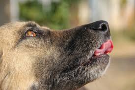 İranda itlərlə bağlı bir sıra qadağalar qoyulub