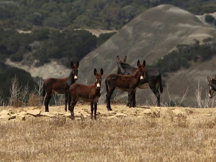 İsveçrənin eşşək qanunu mübahisələrə səbəb olub