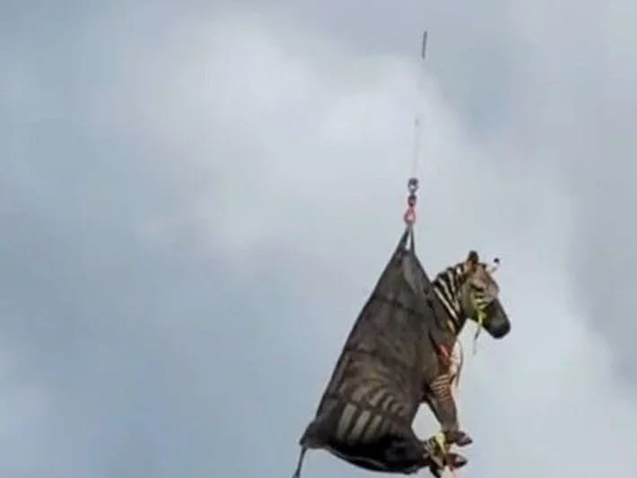 Qaçaq ev heyvanı zebra bir həftədən sonra tutuldu