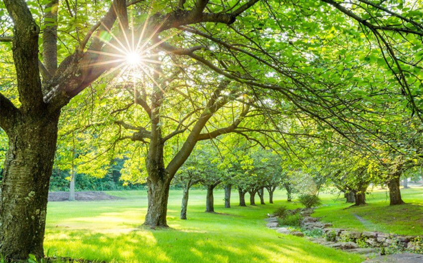 Gələn həftə Azərbaycana Yay fəsli daxil olacaq