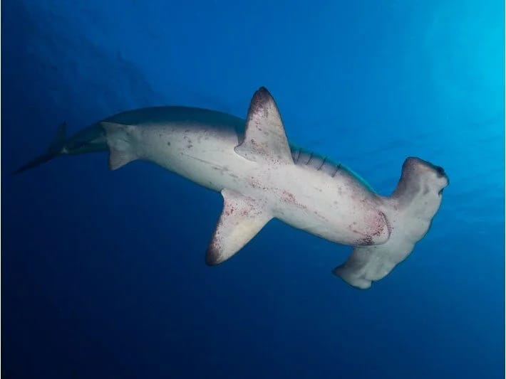Göydən köpək balığı düşdü