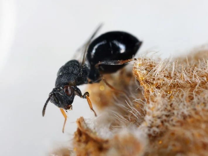 Avropada qarışqa istilası! Tunellər qazıb elektrik enerjisini kəsirlər