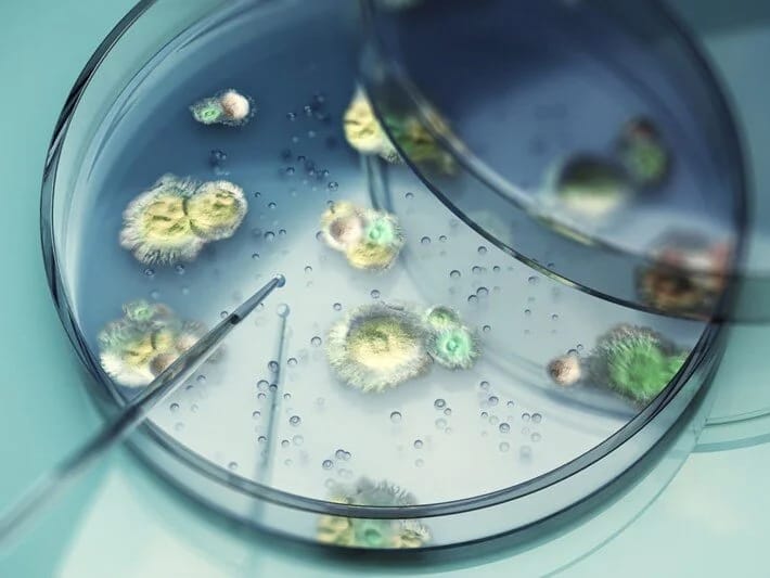 Ölümcül göbələk yayılır: Bədənə nüfuz edir, içəridən öldürür