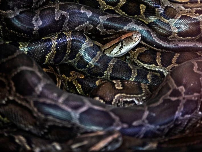 İngiltərədə nəhəng piton xəbərdarlığı: Dördü tutuldu