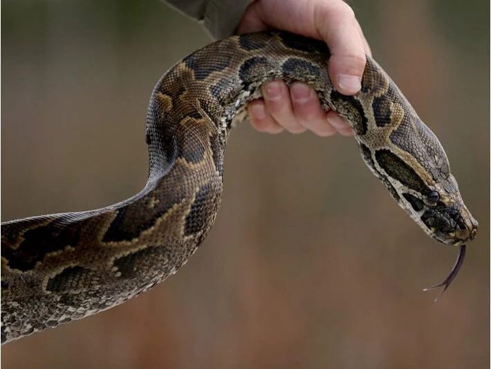 Florida ilanlara qarşı müharibə elan etdi: On minlərlə piton tutuldu