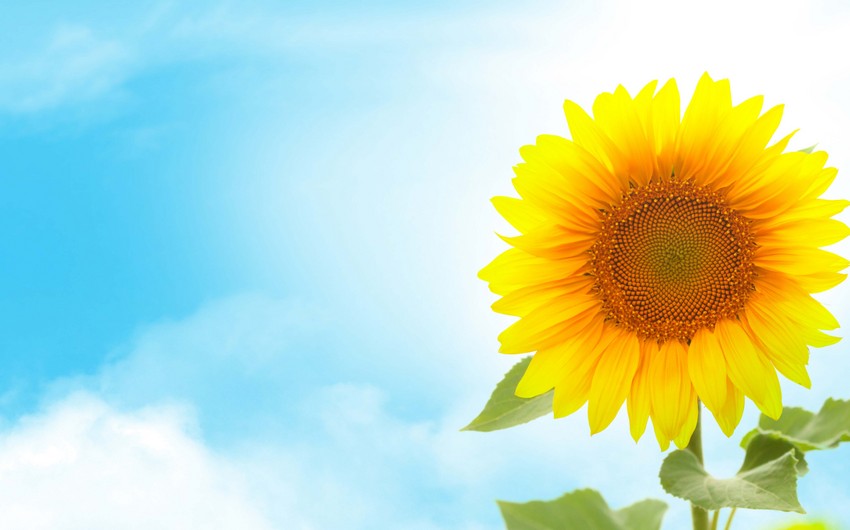 Sabah 34 dərəcə isti olacaq - PROQNOZ