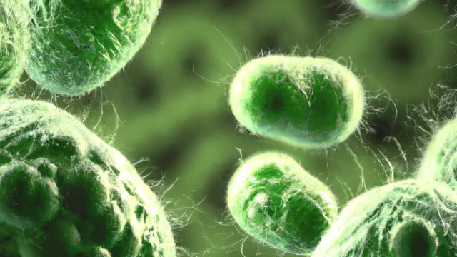 İti sığallayarkən itin onu cızmağı nəticəsində dünyasını dəyişdi