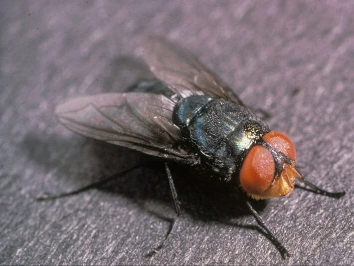 Ət yeyən milçək bədəni canlı canlı yeyir