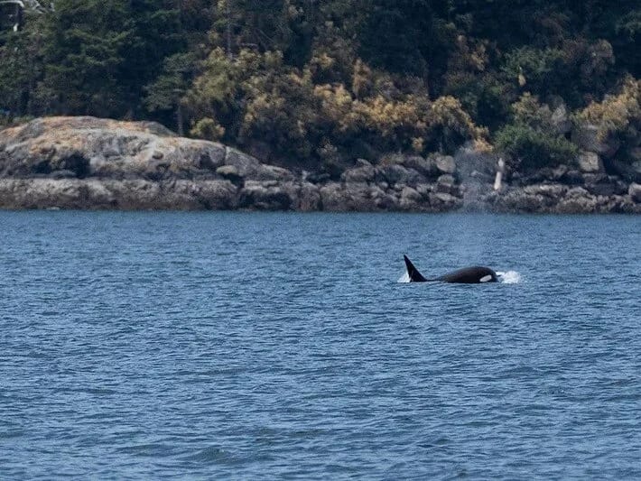 Balinalar bir-birini qaşımaq üçün alətlərdən istifadə edirlər