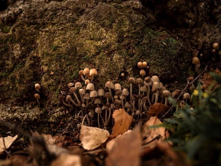 Tədqiqatçıları öldürən göbələk xərçənglə mübarizə aparacaq