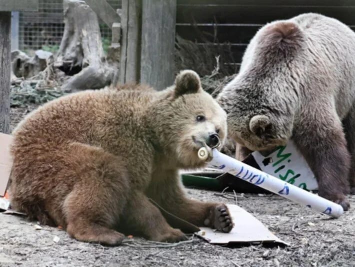 Sığınacaqdan qaçan ayılar bir həftəlik balı yedilər